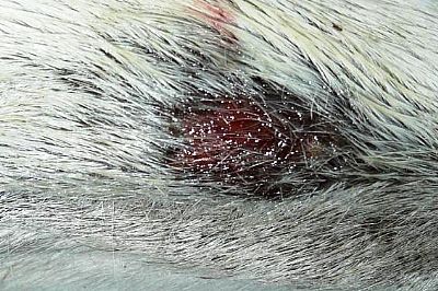 Σκυλιά ψώρα - μύκητες και ακάρεα στο δέρμα 100ml