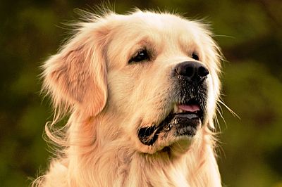 Σκυλιά φαγούρα - έκζεμα & δερματίτιδα  100ml