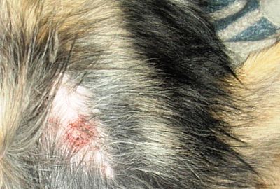 Ο σκύλος έχει φαγούρα - έκζεμα στο σκύλο 100ml