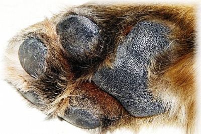 Φροντίδα ποδιών για το σκυλί