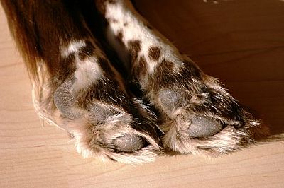 Φροντίδα ποδιών για το σκυλί