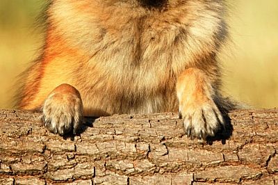 Φροντίδα ποδιών για το σκυλί