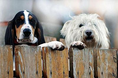 Περιποίηση τριχώματος & γυαλάδα 