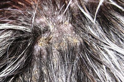 Το άλογο έχει ψώρα - μύκητες και ακάρεα στο δέρμα 100ml