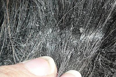 Το άλογο έχει ψώρα - μύκητες και ακάρεα στο δέρμα 100ml