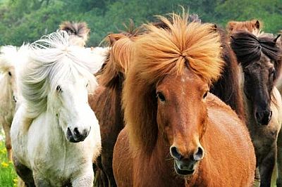 Περιποίηση & ανάπτυξη τριχώματος