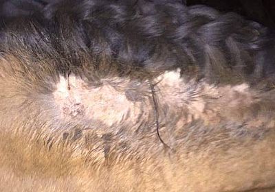 Το άλογο  έχει φαγούρα - έκζεμα στο άλογο  100ml