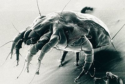 Αλλεργία ακάρεα 250ml