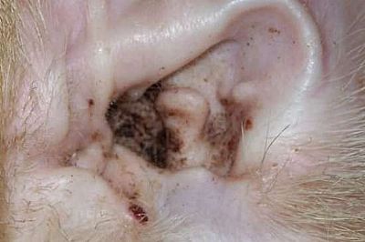 Ακάρεα στα αυτιά 100ml