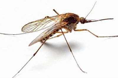 Πολυαπωθητικό εντόμων 250ml