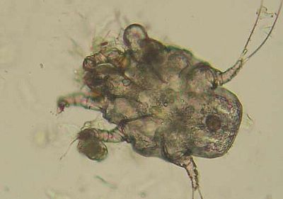 Ακάρεα στα αυτιά 100ml