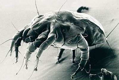 Ακάρεα στα αυτιά 100ml