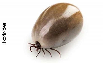 Κρότωνες & τσιμπούρια 100ml