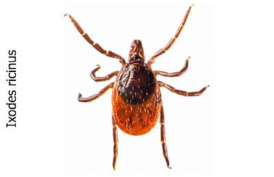 Κρότωνες & τσιμπούρια 100ml