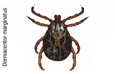 Κρότωνες & τσιμπούρια 100ml