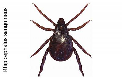 Κρότωνες & τσιμπούρια 100ml