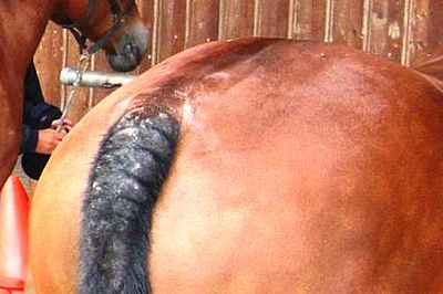 Αλογο  και φαγούρα στο δέρμα  - έκζεμα  100ml