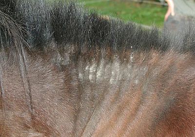 Αλογο  και φαγούρα στο δέρμα  - έκζεμα  250ml