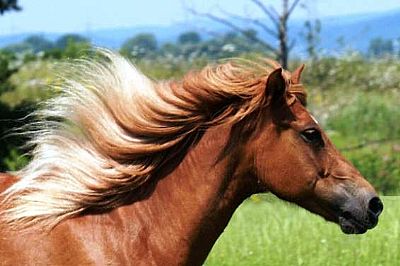 Aλογο και γυαλάδα τριχώματος 100ml