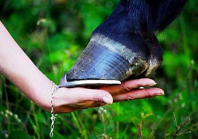 Φροντίδα των οπλών 500ml