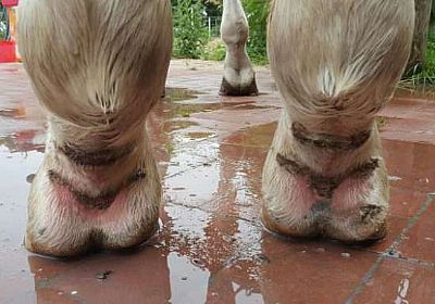 Μόλυνση των ποδιών 250ml