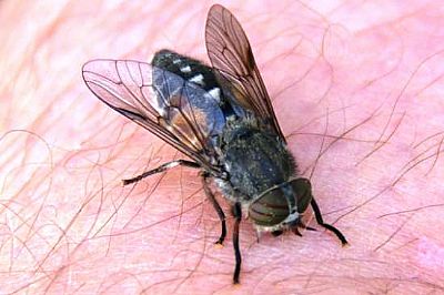 Πολυαπωθητικό εντόμων 250ml