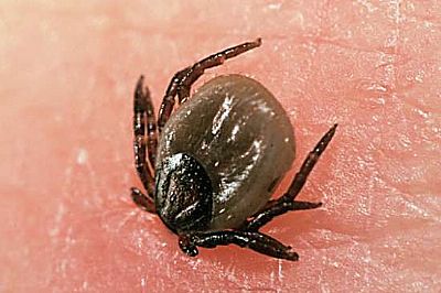 Πολυαπωθητικό εντόμων 250ml