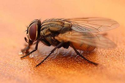 Σπρέι κατά των κουνουπιών 100ml