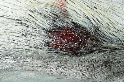 Αλοιφή επιδιόρθωσης δέρματος 40ml